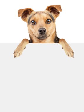 İzole köpek boş başlık sayfası