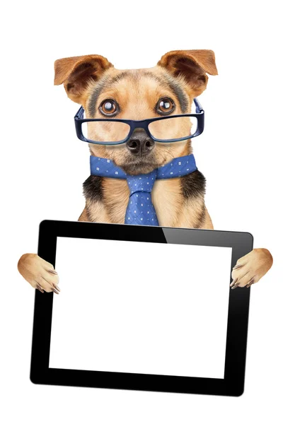 Zabawny pies okulary tie pusty ekran tabletu na białym tle — Zdjęcie stockowe