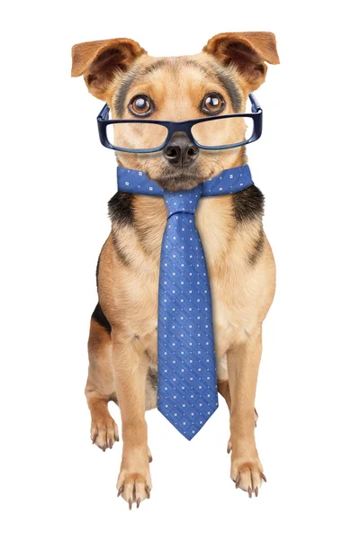 Επαγγελματίες σκυλί φορώντας γυαλιά γραβάτα απομονωμένες — Φωτογραφία Αρχείου