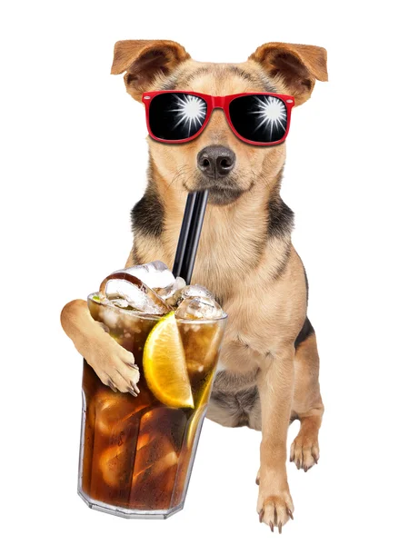 Cão usando óculos de sol bebendo cuba libre cocktail isolado — Fotografia de Stock