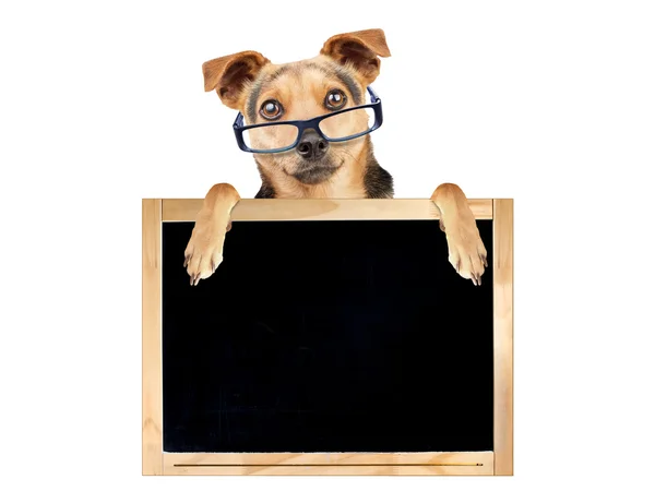 Engraçado cão óculos branco blackboard isolado — Fotografia de Stock