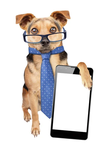 Óculos de cachorro engraçado amarrar smartphone tela em branco isolado — Fotografia de Stock