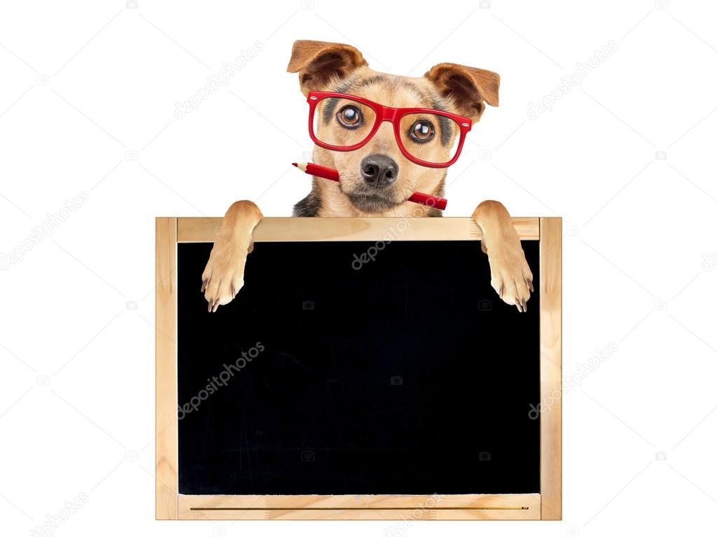 Funny dog red glasses pencil behind blank blackboard isolated