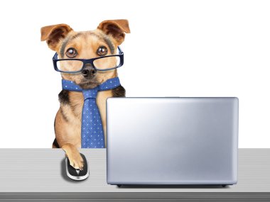 Komik köpek gözlük kravat izole bilgisayar laptop Masası çalışma