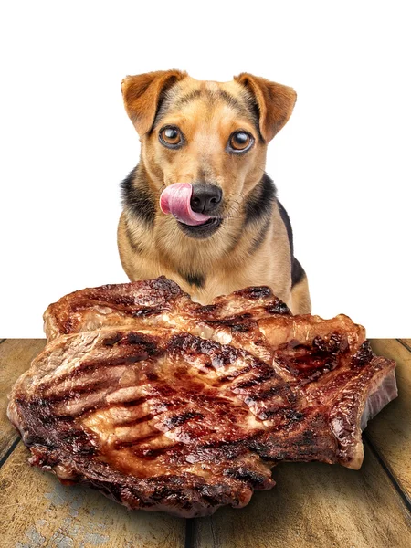 Perro buscando delicioso carne de res lamiendo chuletas aislado — Foto de Stock