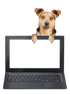 Küçük köpek izole boş ekran dizüstü gözetleme