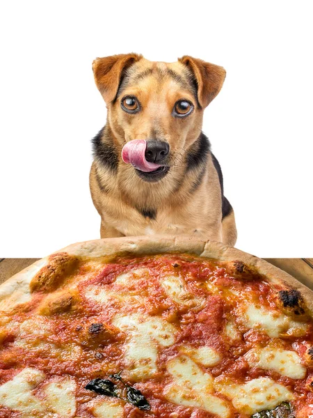 Cão olhando delicioso pizza lambendo costeletas isolado — Fotografia de Stock