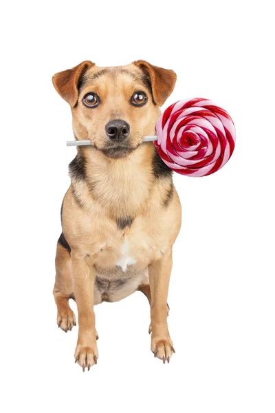 Hunden håller i munnen läckra lollipop isolerade Stockfoto