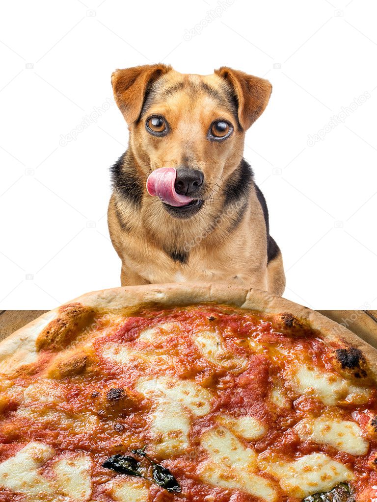dog looking delicious pizza licking chops isolated
