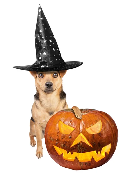 Funny Halloween dog wearing witch hat with paw on scary pumpkin isolated — Stock Photo, Image