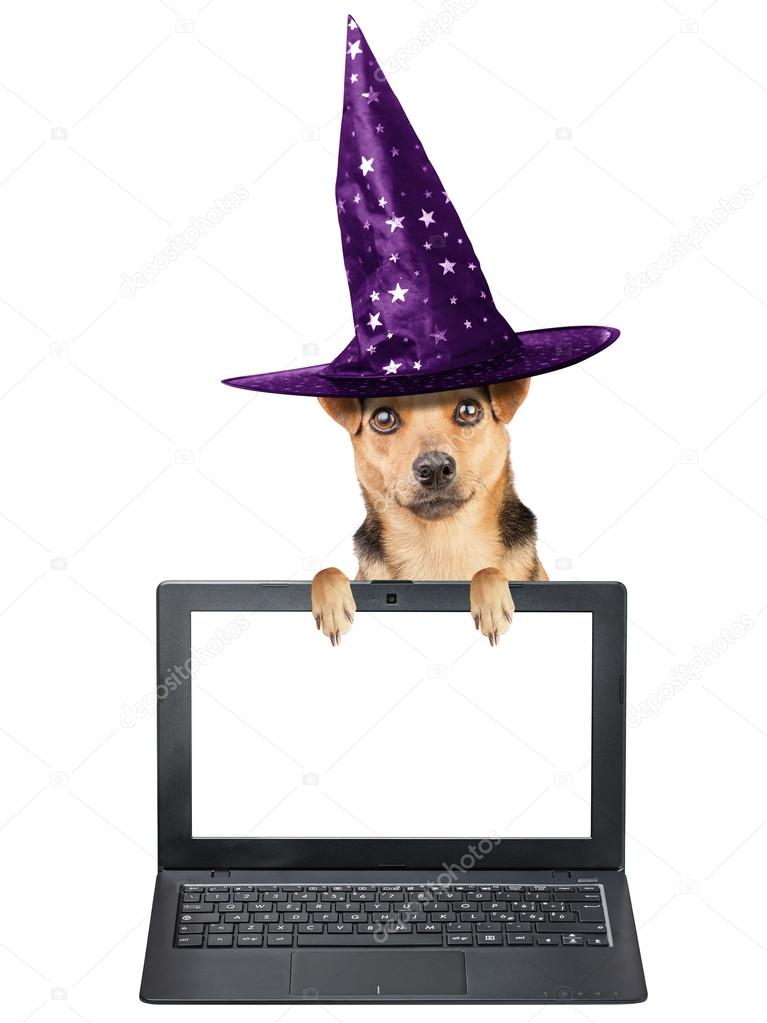 Funny Halloween dog witch hat laptop notebook blank screen isolated