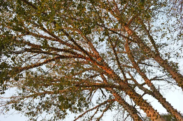 Primer plano de los árboles de teca zambezi en África — Foto de Stock