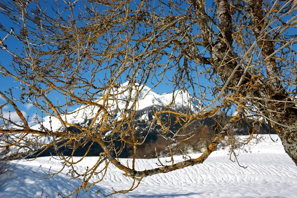 Rami di albero in inverno in primo piano e paesaggio invernale innevato con montagna sullo sfondo — Foto Stock