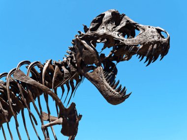 açık gökyüzü karşı dinozor iskelet kafası