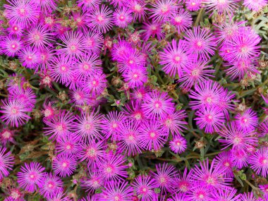 Delosperma Cooperi halı