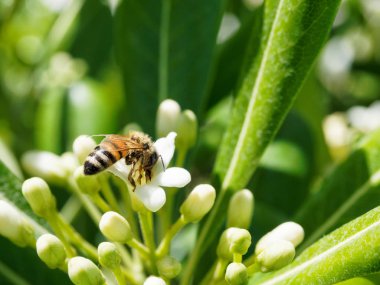 Arı iş toplama nektar