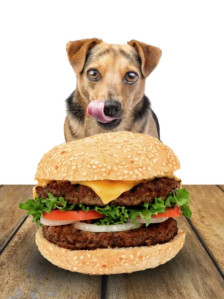 Pes hledá hamburger lízání kotlety, samostatný — Stock fotografie