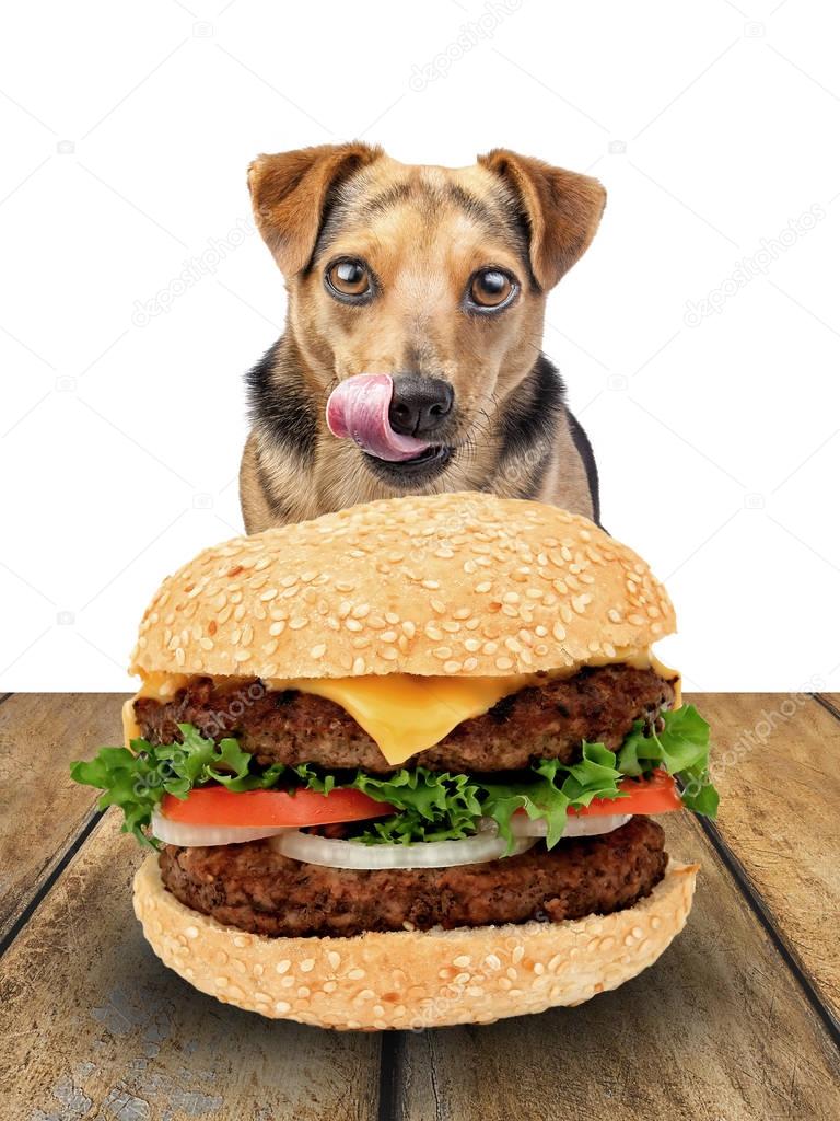 dog looking hamburger licking chops isolated
