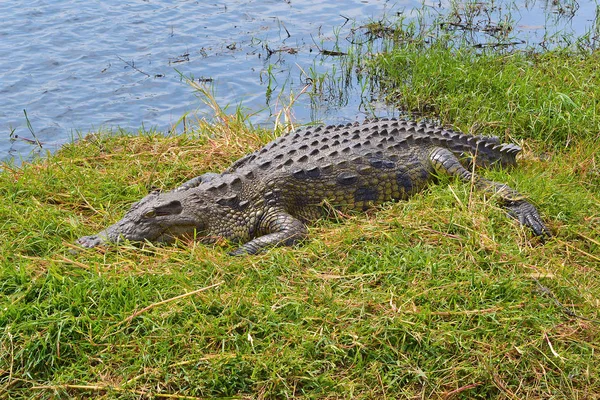 Krokodil gras Bank rivier Camouflage verbergen — Stockfoto