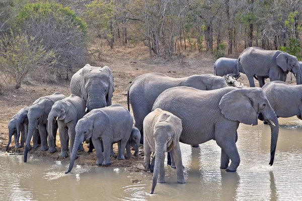 サバンナの飲む象のグループ — ストック写真