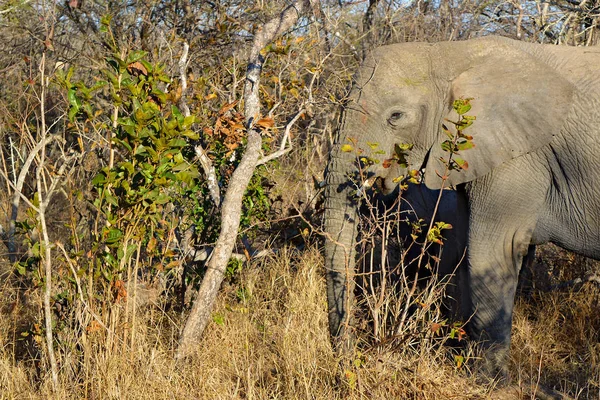 Elefant frisst Blätter in Savanne — Stockfoto