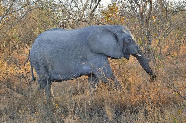 Elefantenwanderung in der Savanne — Stockfoto