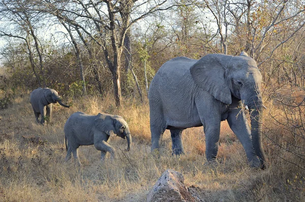 Fil anne ve bebekleri savannah ile yürüyüş — Stok fotoğraf