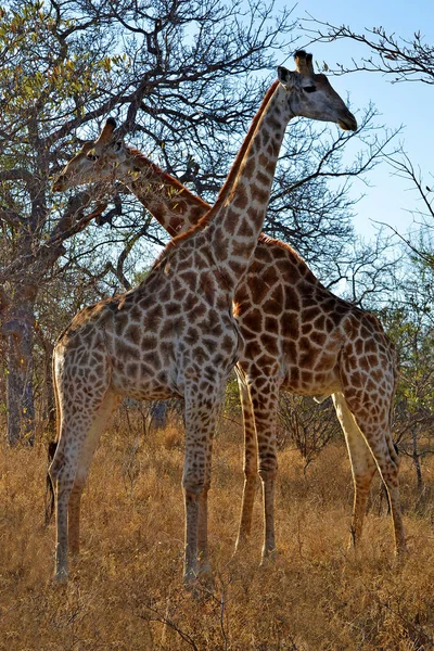 Girafa masculina e feminina comendo na savana — Fotografia de Stock