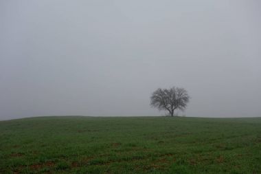 Yalnız ağaç sis kışın