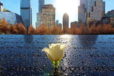 New York City Ground Zero beyaz gül portre