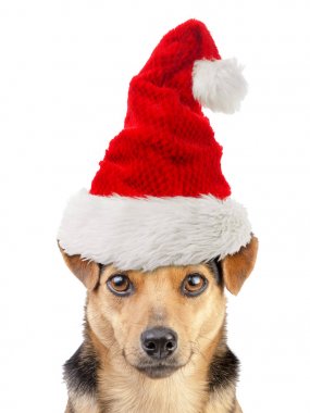 Köpek küçük Fawn portre xmas ya da Noel Noel Baba ha