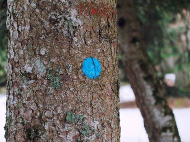 Blu daire işareti işareti gövde ağacı yakın çekim