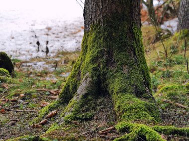 Moss liken gövde portre