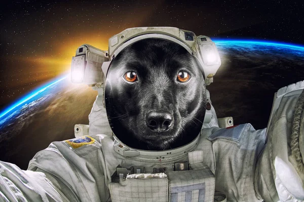 Petit portrait mignon chien noir astronaute ou cosmonaute explorant l'univers — Photo