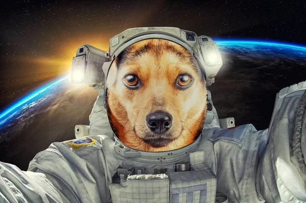 Petit portrait mignon chien bronzé astronaute ou cosmonaute explorant l'univers — Photo