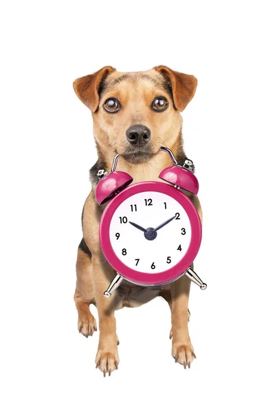 Sevimli küçük köpek klasik saat alarmını beyazı izole etmiş. — Stok fotoğraf