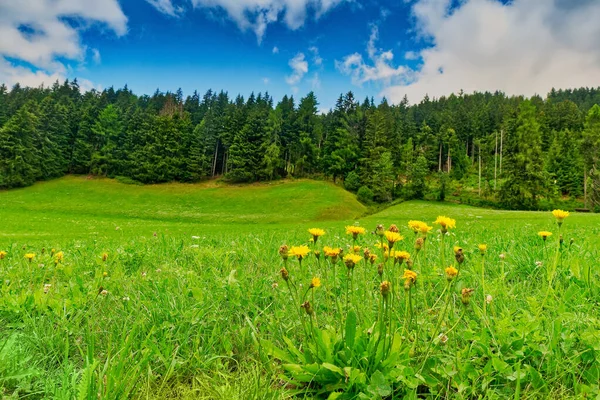 Prado com flores na paisagem de montanha de verão — Fotografia de Stock