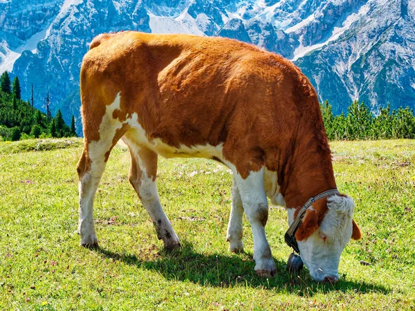 Vaca comiendo hierba en el prado montaña verano —  Fotos de Stock