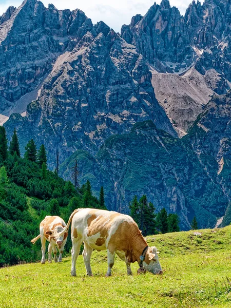 Vacas que comen hierba en el prado verano de montaña Vacas que comen hierba en el prado verano de montaña —  Fotos de Stock
