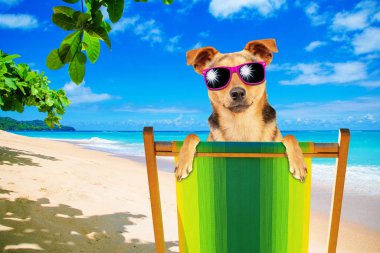 Paradisiac Denizi sahilinde güverte sandalyesinin arkasında güneş gözlüğü takan komik köpek.