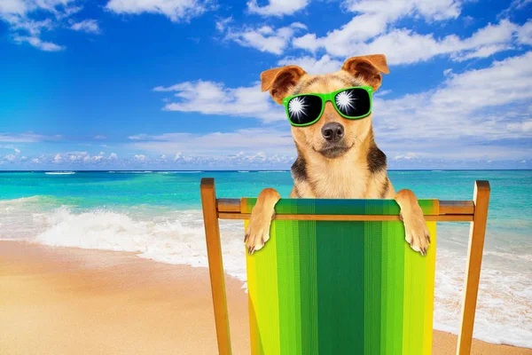 Cão engraçado vestindo óculos de sol aparecendo atrás de cadeira de praia de mar paradisíaco — Fotografia de Stock