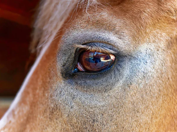 Auge eines Pferdes Nahaufnahme — Stockfoto