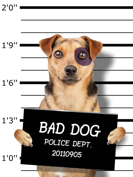 Pequeño perro divertido ojo negro mugshot sosteniendo cartel para su identificación en la estación de policía — Foto de Stock