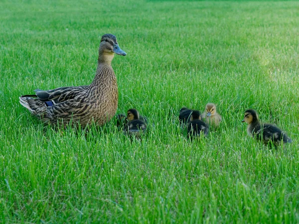 Entenmutter mit ihren Entchen im Gras — Stockfoto