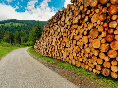 Yol boyunca istiflenmiş odun yığınları.