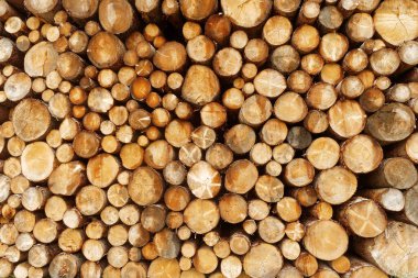 Ön görünüm istiflenmiş ağaç kayıt arkaplanı