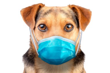 Hasta olmasın diye izole edilmiş bir portre köpeği takıyor.