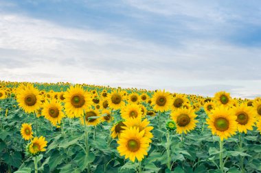 güzel manzara ile ayçiçeği alan 