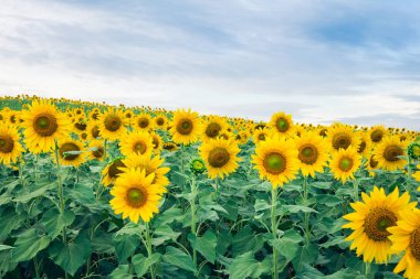 güzel manzara ile ayçiçeği alan 