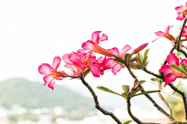 Rama de flores sobre fondo de la naturaleza —  Fotos de Stock